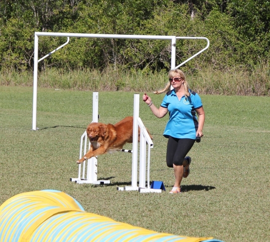 Port Macquarie Dog Club Obedience, Agility and Competitive Dog Training