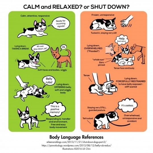 Port Macquarie Dog Club Obedience, Agility and Competitive Dog Training