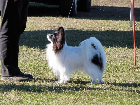 Port Macquarie Dog Club Obedience, Agility and Competitive Dog Training