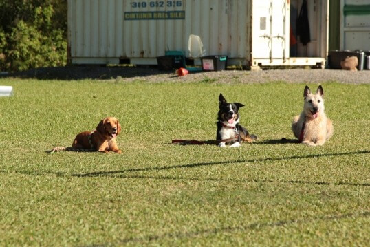 Port Macquarie Dog Club Obedience, Agility and Competitive Dog Training