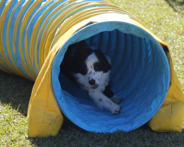 Members - Port Macquarie Dog Club