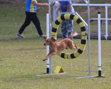 Members - Port Macquarie Dog Club
