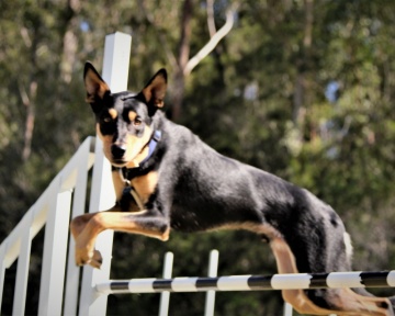 Members - Port Macquarie Dog Club