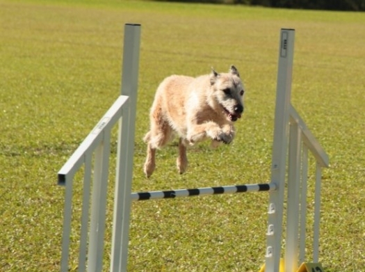 Trialling